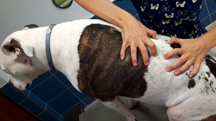 Pack Regalo Navidad Mascota. Reconocimiento